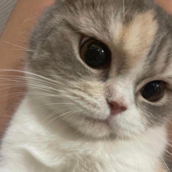 Meet your Posher, - Picture 1 of 1